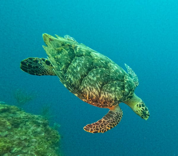 An underwater photo of a loggerhear sea turtle swimming next to a reef